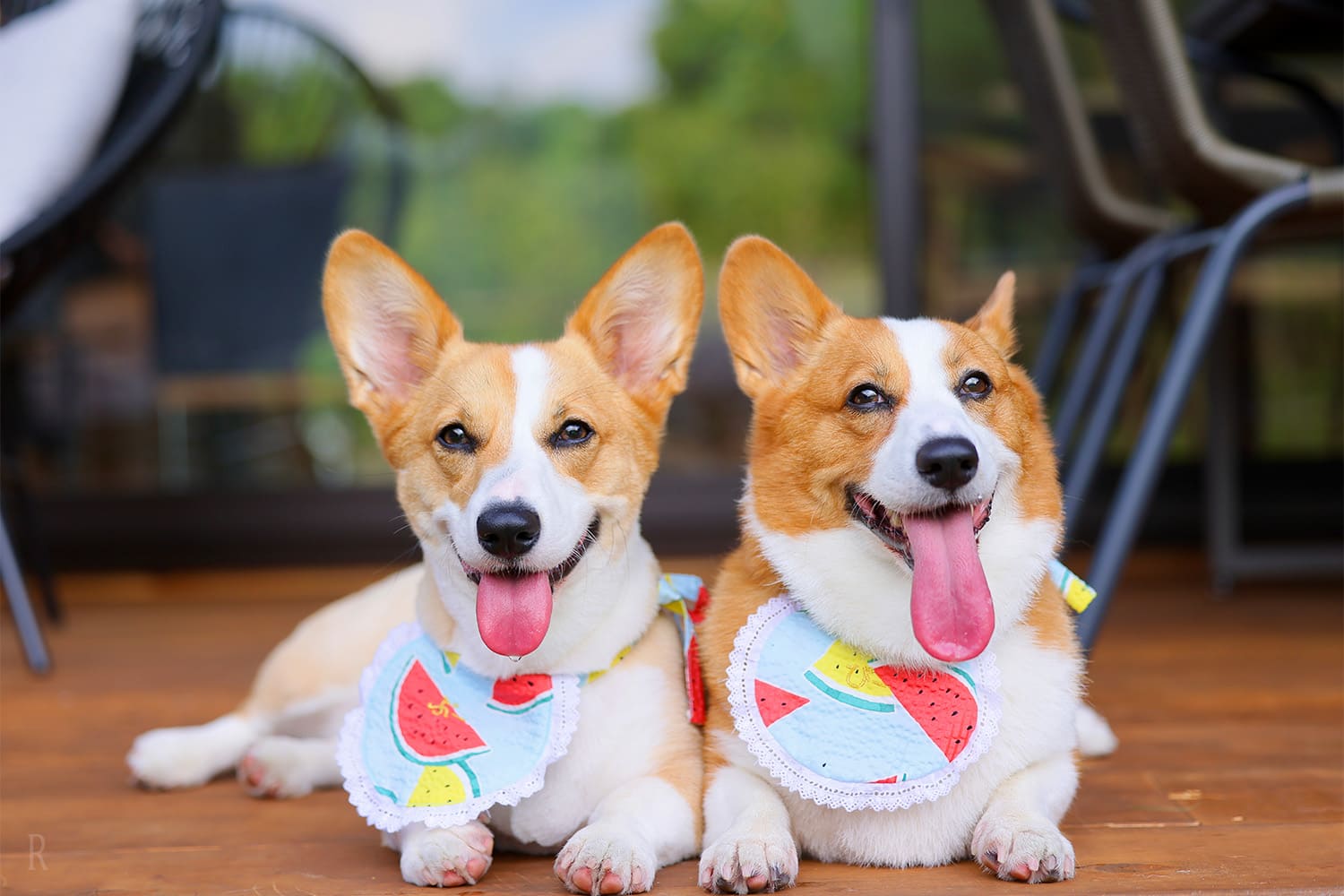 ペット旅行をもっと気軽に　愛犬の宿泊料は無料！頭数制限なし