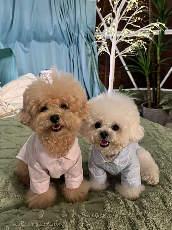 ベッドの上に乗る犬2匹