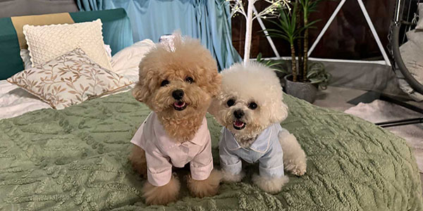 ベッドの上に乗る犬2匹