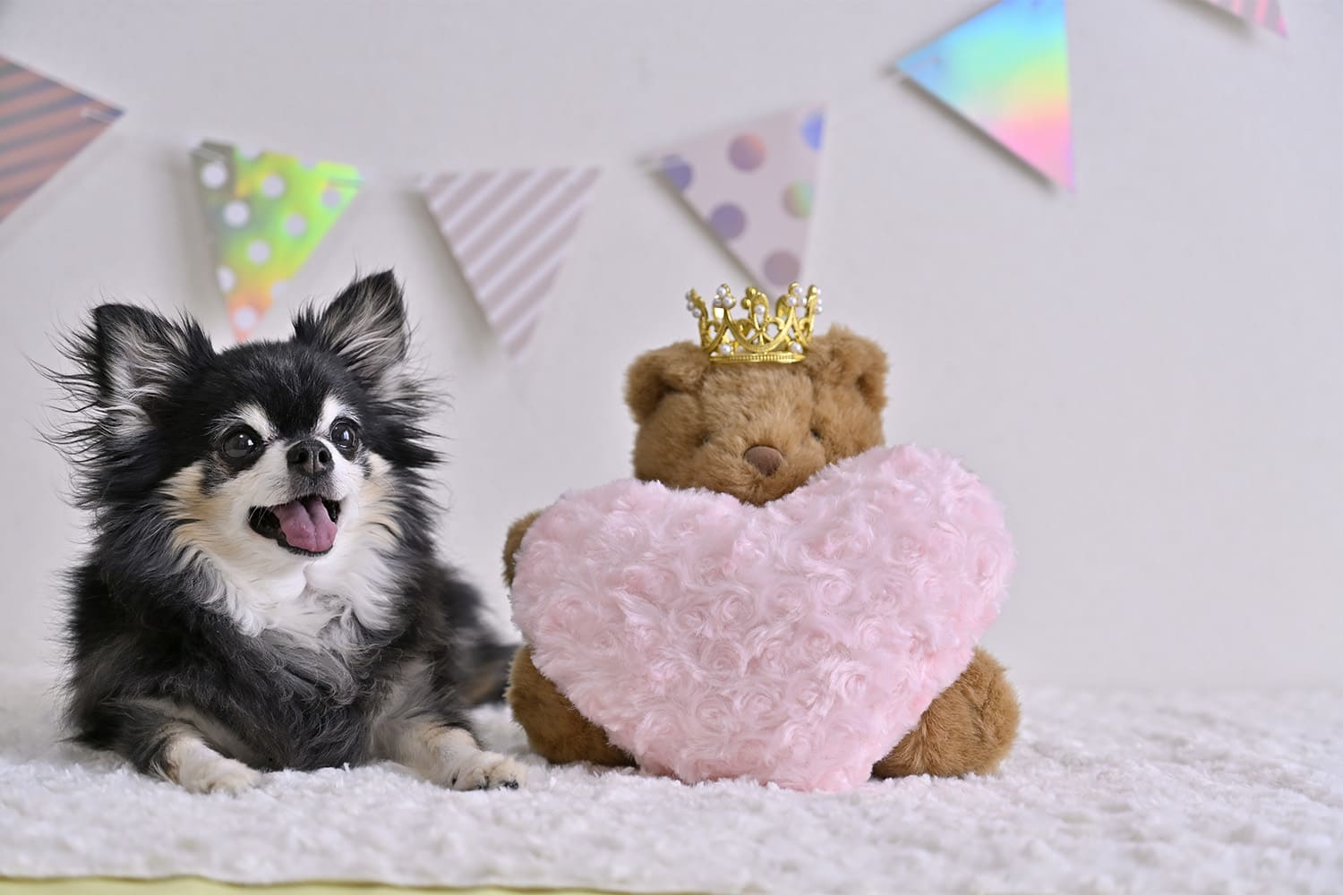 愛犬のお祝い事にも