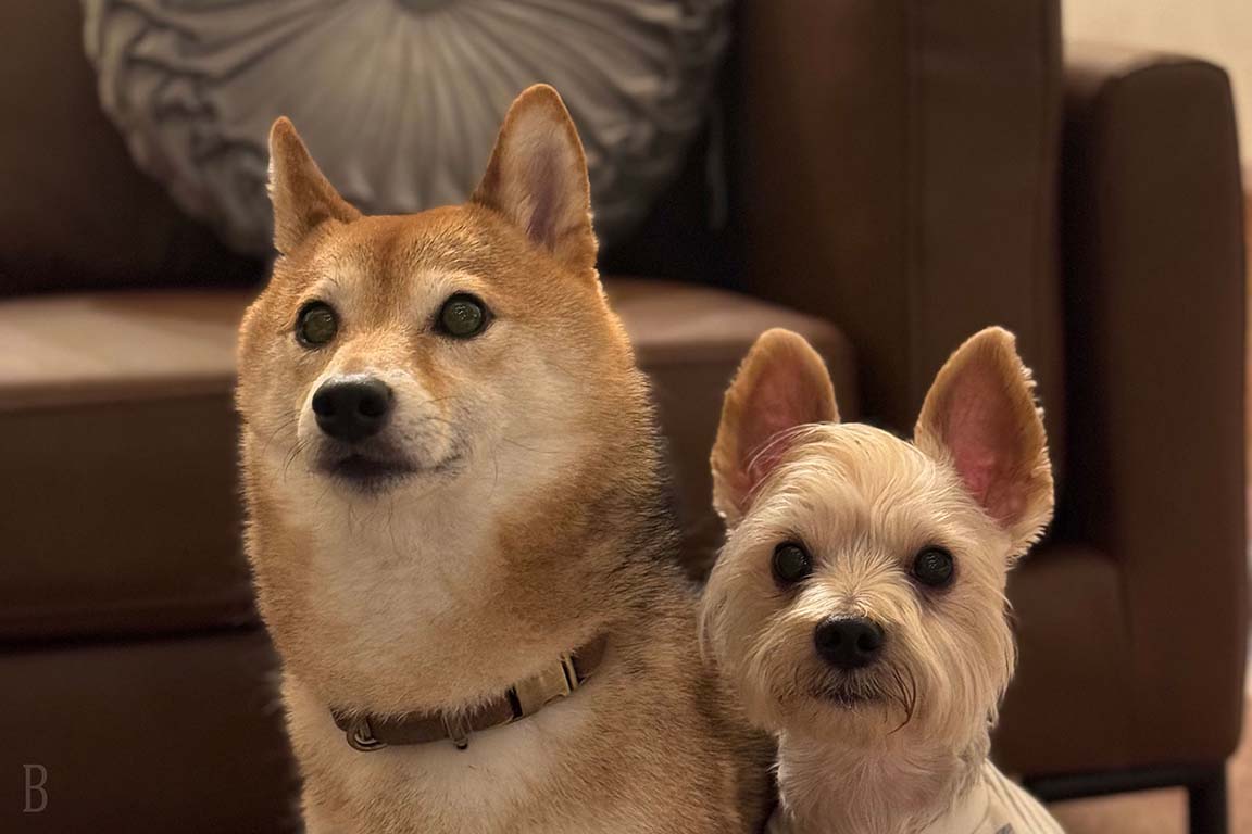 愛犬と一緒にグランピング